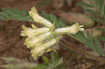 Tennessee milkvetch